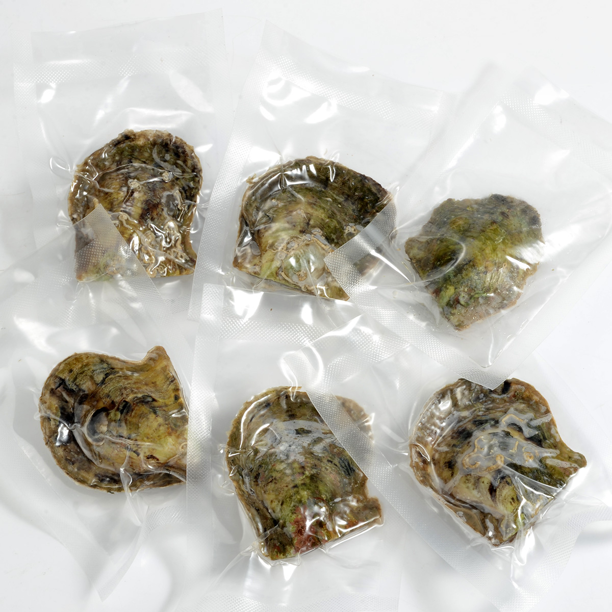 Wholesale Bulk Pearl oysters